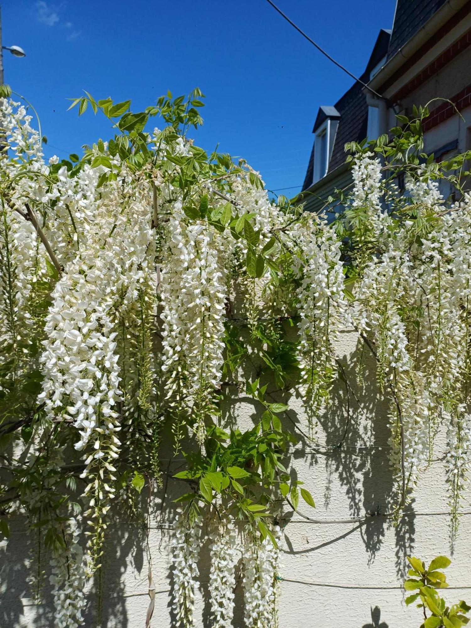 La Maison Des Magnolias Trouville-sur-mer Exteriör bild